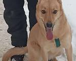 Собаки в Зеленодольске: Отдам собаку в добрые руки Девочка, 1 руб. - фото 2