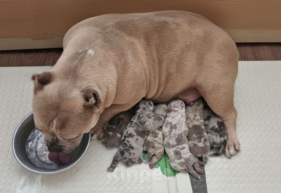 Собаки в Новочеркасске: Американский булли Мальчик, 70 000 руб. - фото 9