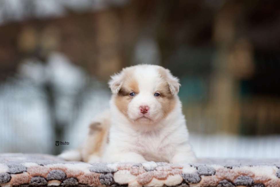 Собаки в Москве: Австралийская овчарка, аусси Девочка, 150 000 руб. - фото 9