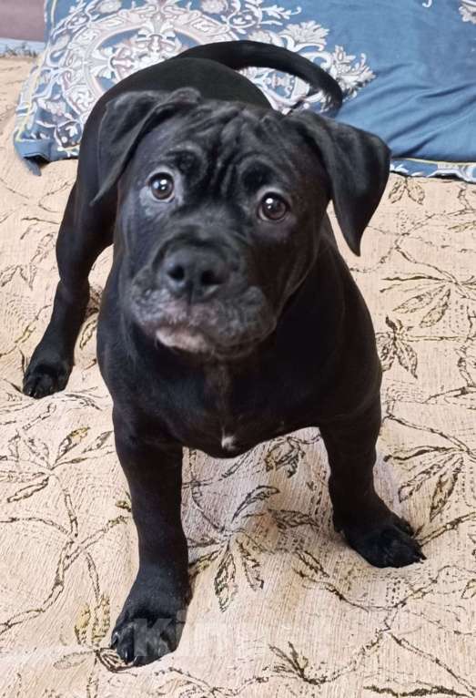 Собаки в Москве: Щенки американского булли  Девочка, 65 000 руб. - фото 3