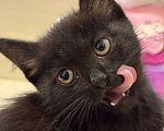 Кошки в Дмитрове: котенок Черныш Мальчик, Бесплатно - фото 3