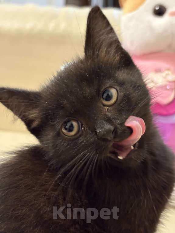 Кошки в Дмитрове: котенок Черныш Мальчик, Бесплатно - фото 3