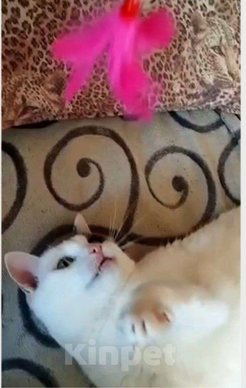 Кошки в Москве: Белый очень ласковый кот Зая Мальчик, Бесплатно - фото 3