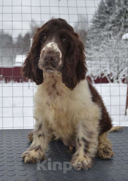 Собаки в Зеленограде: Английский кокер спаниель щенки Мальчик, 80 000 руб. - фото 2