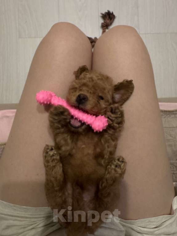 Собаки в Мытищах: ищу дом для прекрасной девочки той-пудель  Девочка, 75 000 руб. - фото 2