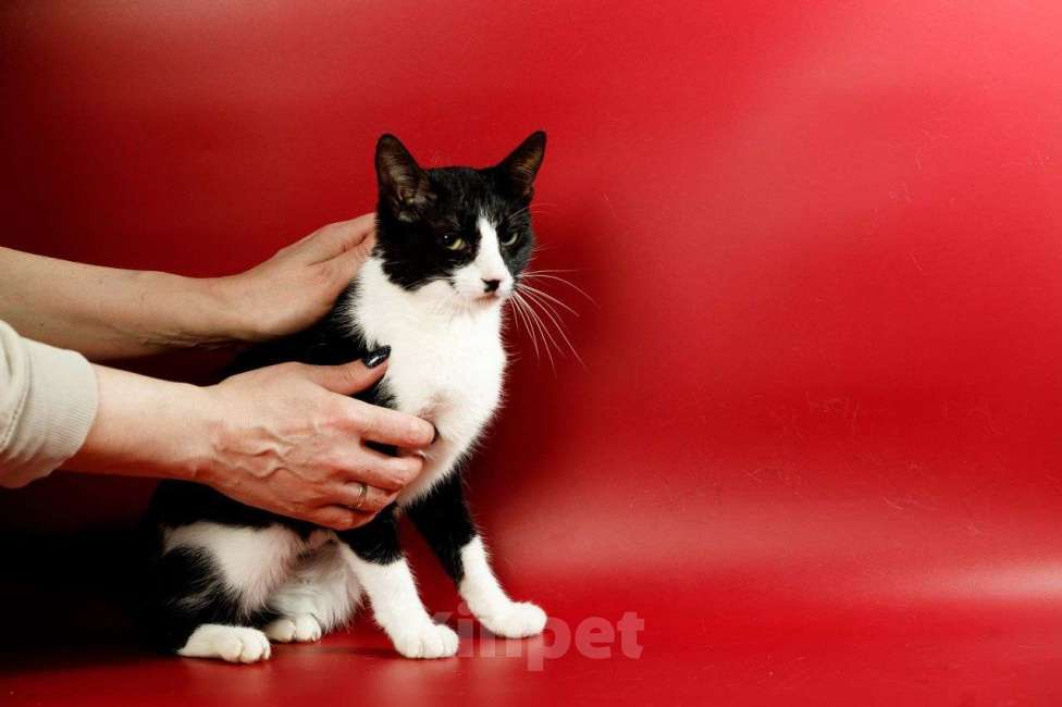 Кошки в Москве: Гаянэ, кошка- антидепрессант Девочка, Бесплатно - фото 2