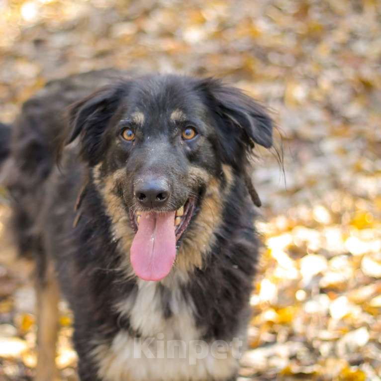 Собаки в Москве: Один Мальчик, Бесплатно - фото 3