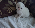Кошки в Тамбове: Белоснежное чудо Мальчик, 2 500 руб. - фото 1