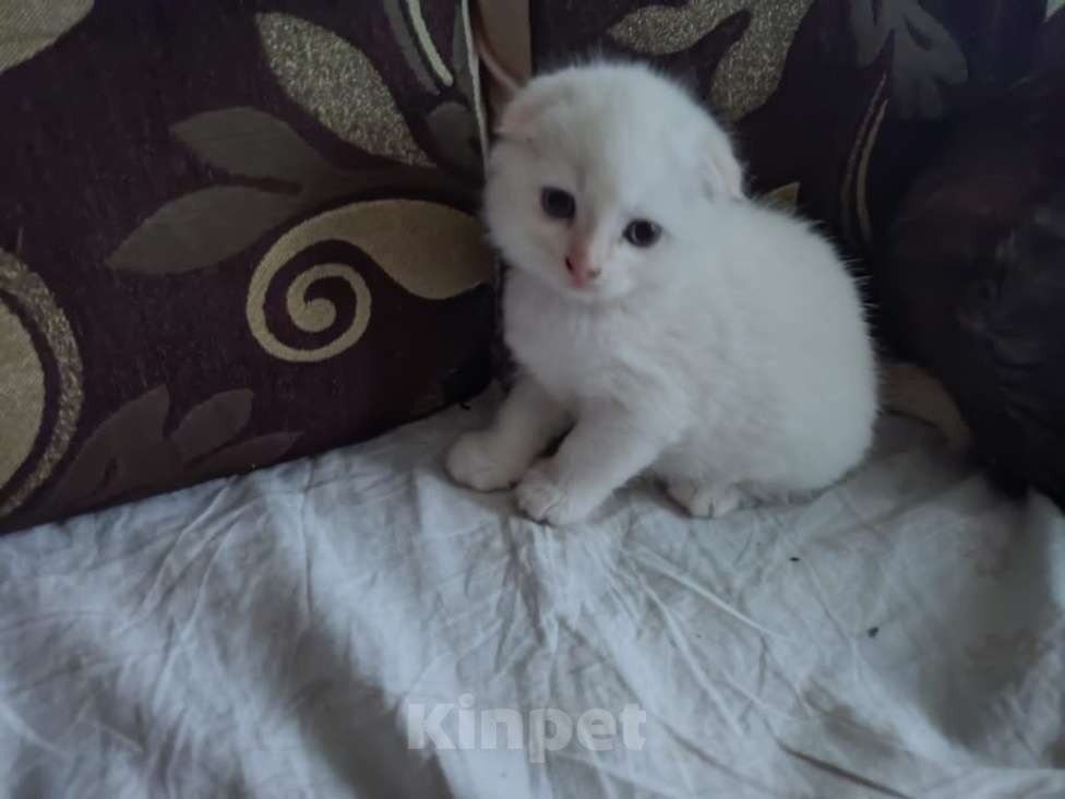 Кошки в Тамбове: Белоснежное чудо Мальчик, 2 500 руб. - фото 1