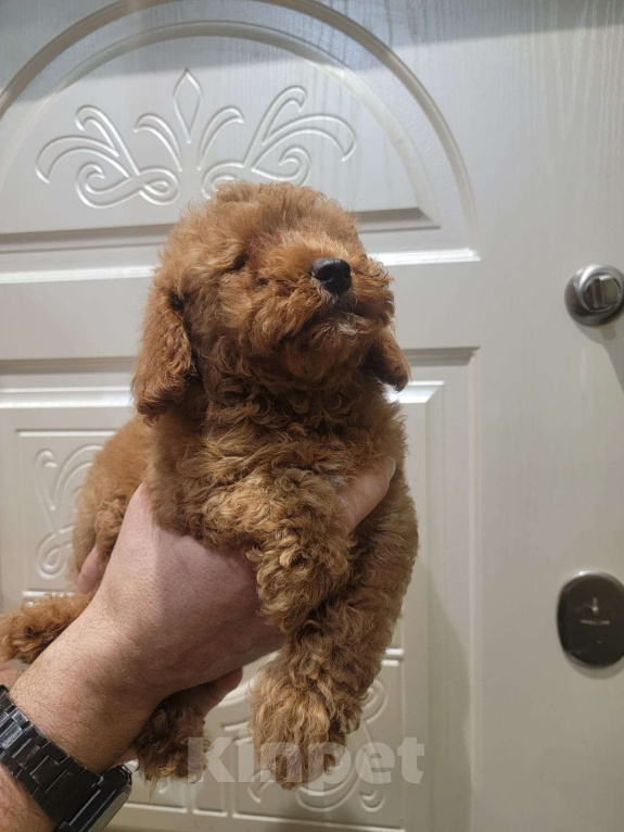 Собаки в Москве: Той-пудель ред браун Мальчик, 65 000 руб. - фото 1