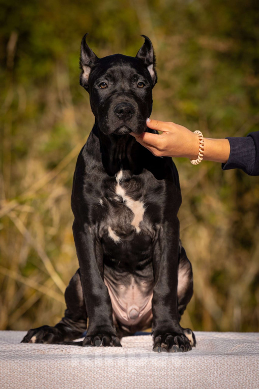 Собаки в Санкт-Петербурге: Щенки - Прайтер Мальчик, 75 000 руб. - фото 3