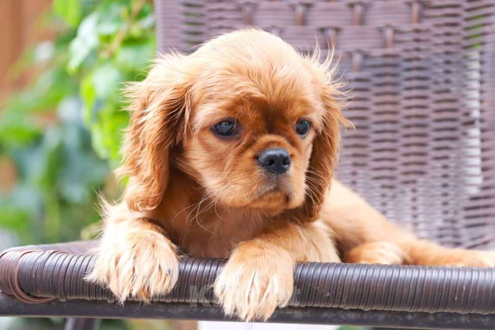 Собаки в Ростове-на-Дону: Джекпотик рубин Мальчик, 70 000 руб. - фото 3