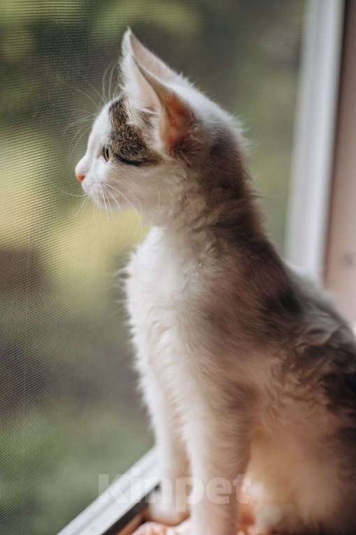 Кошки в Москве: Котята Симба и Пуфик ищут дом! Мальчик, Бесплатно - фото 9