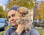 Собаки в Сосновом Бору: Миниатюрная девочка Жаклин ( РКФ) Девочка, 150 000 руб. - фото 5