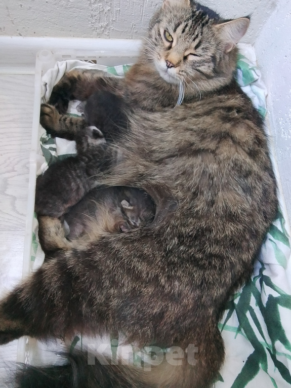 Кошки в Саратове: Отдам даром Девочка, Бесплатно - фото 2