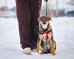 Собаки в Москве: Эльза тянется к человеку...Где ты? Девочка, Бесплатно - фото 3
