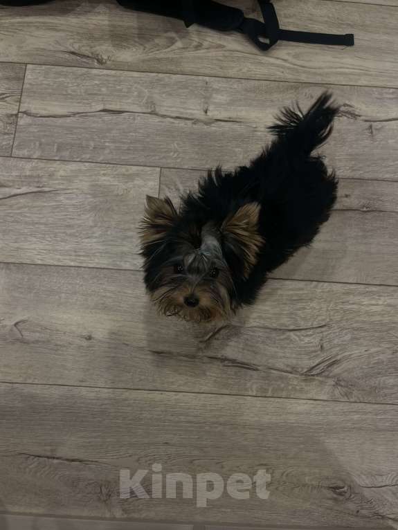 Собаки в Новосибирске: Щенок Йоркширского терьера Девочка, 25 000 руб. - фото 3