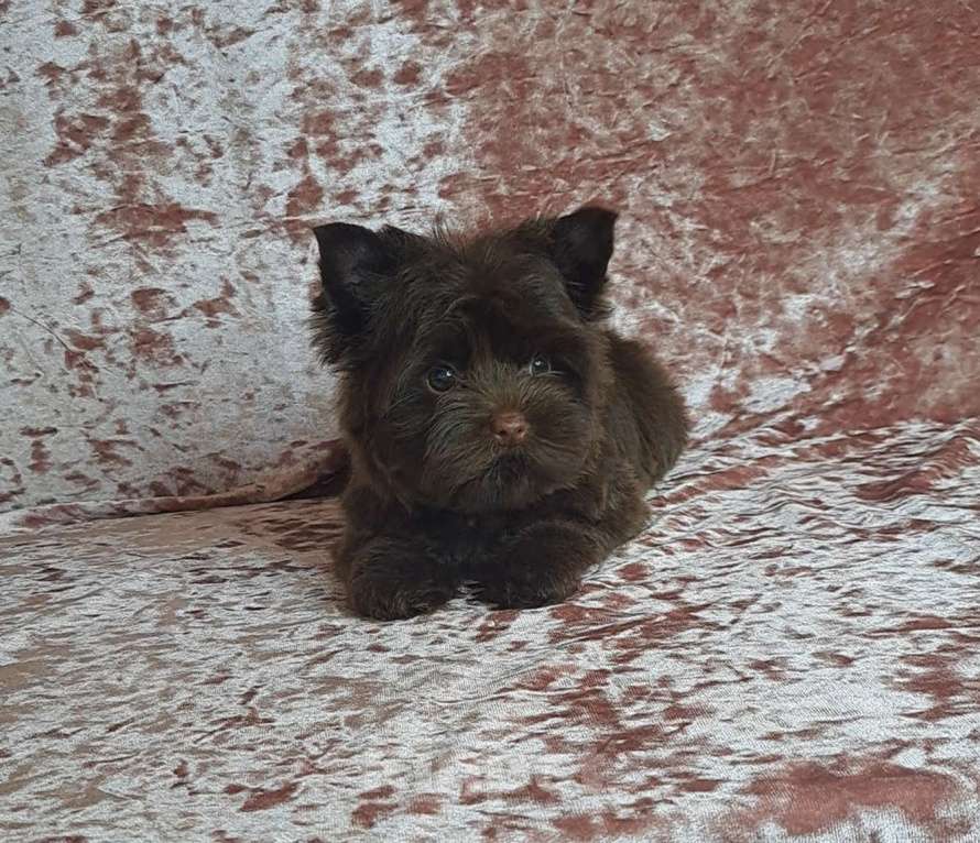 Собаки в Санкт-Петербурге: Шоколадный йорк девочка без подпала Девочка, 120 000 руб. - фото 3