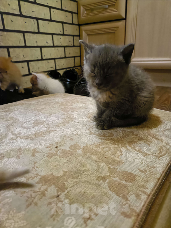 Кошки в других городах Ленинградской области: Симочка Девочка, Бесплатно - фото 6