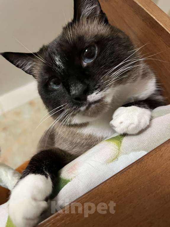 Кошки в Казани: Потерялась кошка Девочка, Бесплатно - фото 2