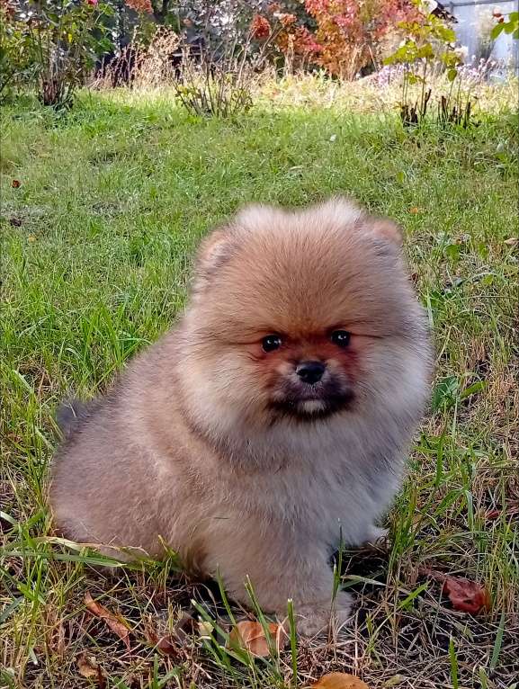 Собаки в Воронеже: Шпиц мишка Мальчик, 50 000 руб. - фото 7