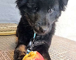 Собаки в Москве: Ласковый, очень умный домашний щенок Тимур ищет дом и доброе сердце Мальчик, Бесплатно - фото 4