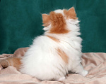 Кошки в Москве: котенок хайленд-страйт Мальчик, 25 000 руб. - фото 6