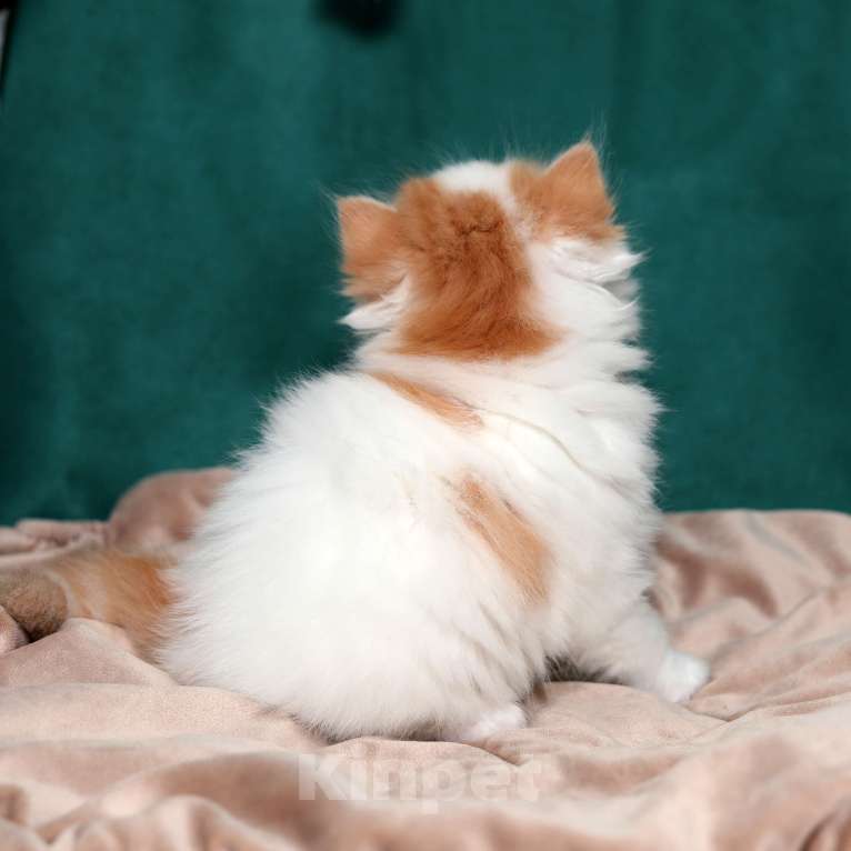 Кошки в Москве: котенок хайленд-страйт Мальчик, 25 000 руб. - фото 6