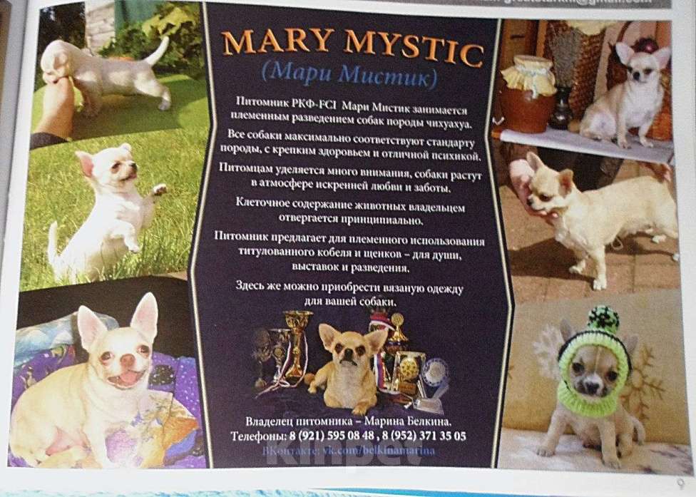 Собаки в Санкт-Петербурге: Жульетта короткошерстная чихуа шоколадного окраса Девочка, 60 000 руб. - фото 9