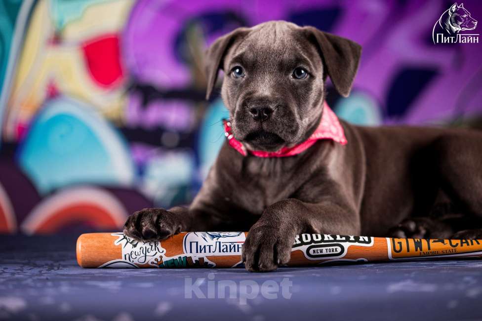 Собаки в Ульяновске: Американский питбультерьер, щенок Девочка, Бесплатно - фото 1