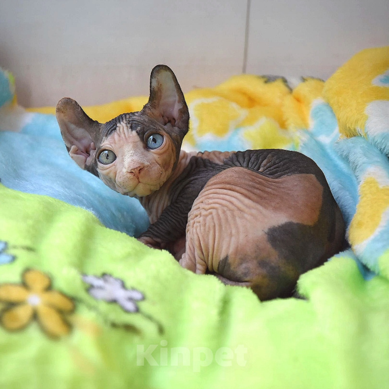 Кошки в Москве: Канадский сфинкс эльф котенок Девочка, Бесплатно - фото 5