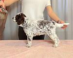 Собаки в Москве: Щенок лаготто романьоло Мальчик, 200 000 руб. - фото 3