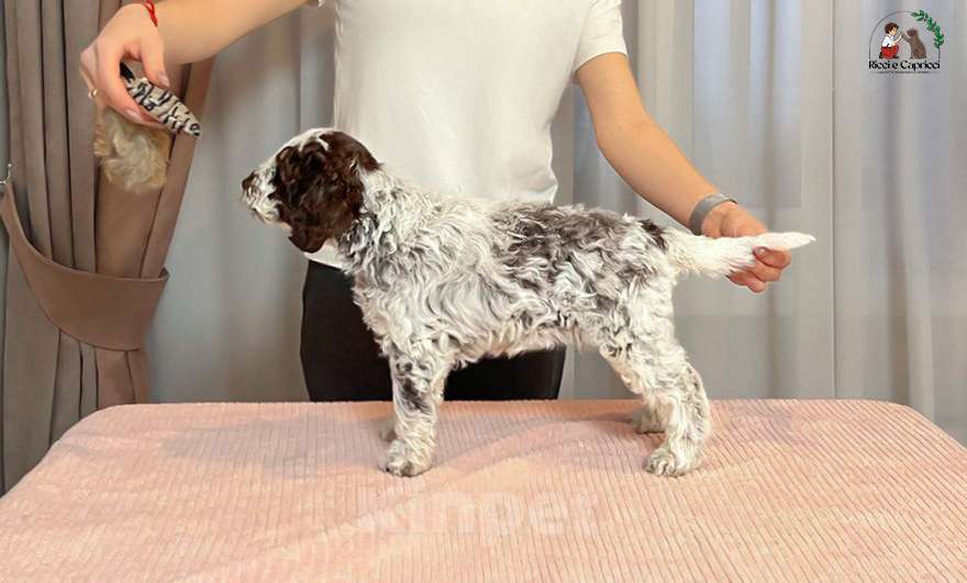 Собаки в Москве: Щенок лаготто романьоло Мальчик, 200 000 руб. - фото 3