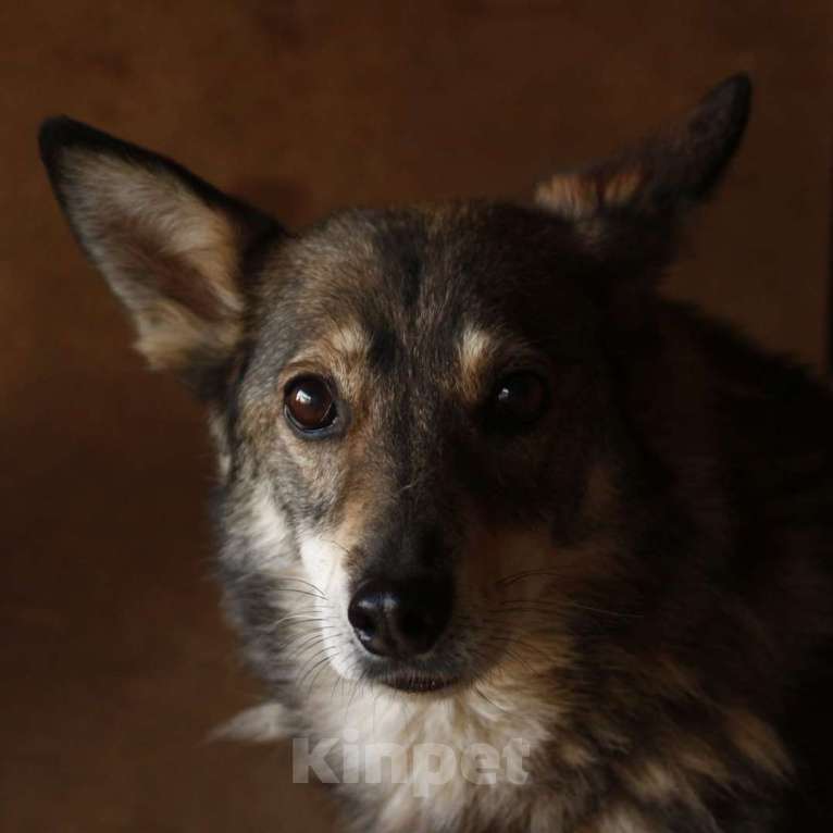 Собаки в Москве: Чарли Мальчик, Бесплатно - фото 2