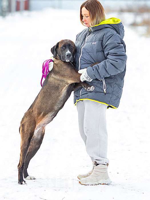 Собаки в Москве: Красавица Лада, молодая добрая семейная собачка в добрые руки Девочка, 10 руб. - фото 8