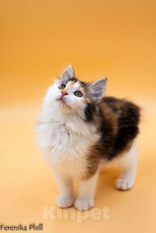 Кошки в Хабаровске: Котёнок Курильского Бобтейла Ференика Фил МАНАНА Девочка, 40 000 руб. - фото 5