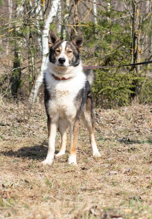 Собаки в Москве: Теодор, лучший друг Мальчик, Бесплатно - фото 3