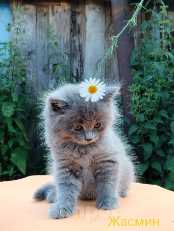 Кошки в Пензе: Британские котята Девочка, 3 500 руб. - фото 1