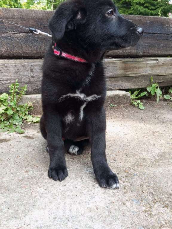 Собаки в Санкт-Петербурге: Отдам щенка бесплатно Девочка, Бесплатно - фото 4