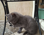 Кошки в Сочи: Котенок из Сочи в добрые руки Мальчик, Бесплатно - фото 1