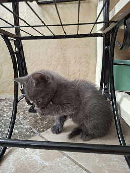 Котенок из Сочи в добрые руки