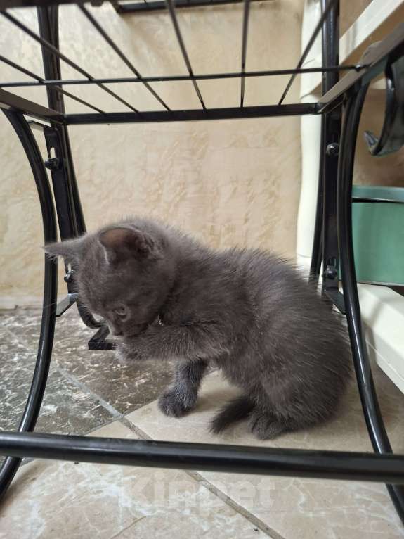 Кошки в Сочи: Котенок из Сочи в добрые руки Мальчик, Бесплатно - фото 1