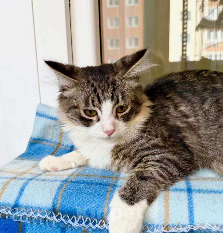 Кошки в Москве: Пушистый котёнок Нафаня в добрые руки Мальчик, Бесплатно - фото 2