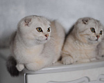 Кошки в Бахчисарае: Продается котик в очень необычной красивой шубке Мальчик, 15 000 руб. - фото 2