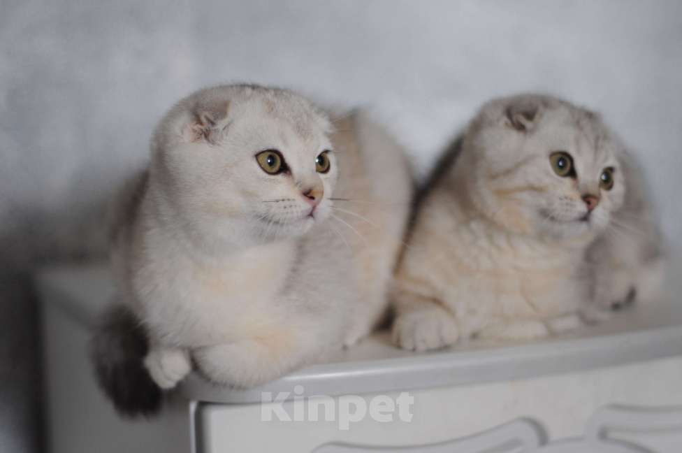 Кошки в Бахчисарае: Продается котик в очень необычной красивой шубке Мальчик, 15 000 руб. - фото 2