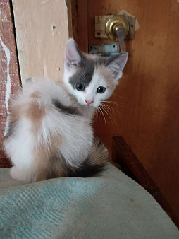 Кошки