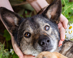Собаки в Троицке: Небольшая, весёлая девчушка в поисках дома Девочка, Бесплатно - фото 1