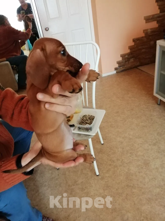 Собаки в Хабаровске: щенок таксы Мальчик, 15 000 руб. - фото 2