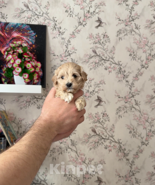 Собаки в Москве: Девочка Девочка, 60 000 руб. - фото 1