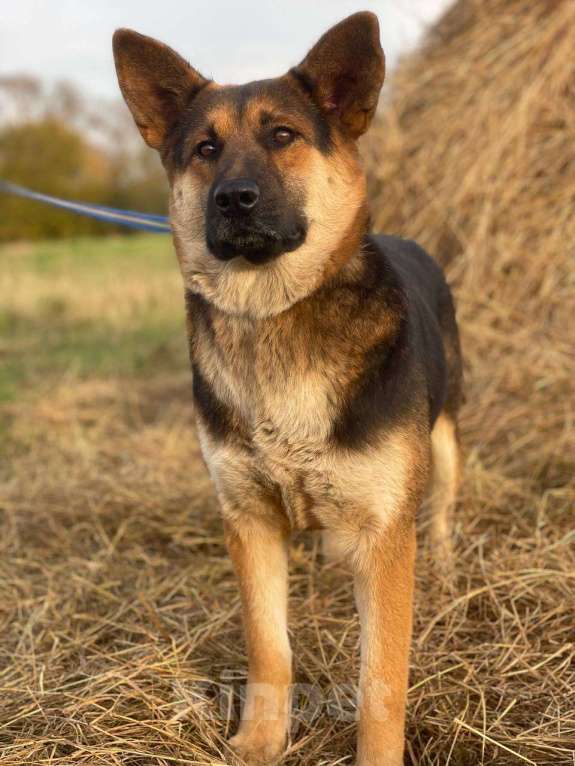 Собаки в Владимире: Собака в добрые руки  Девочка, Бесплатно - фото 4